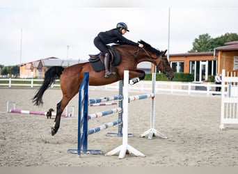 Holstein, Gelding, 15 years, 16.1 hh, Brown