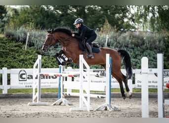 Holstein, Gelding, 15 years, 16.1 hh, Brown