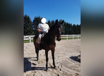 Holstein, Gelding, 15 years, 16,2 hh, Brown