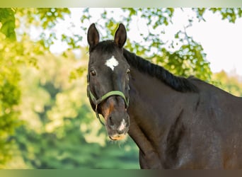 Holstein, Gelding, 15 years, 16.2 hh, Smoky-Black