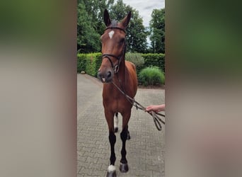 Holstein, Gelding, 15 years, 16.3 hh, Brown