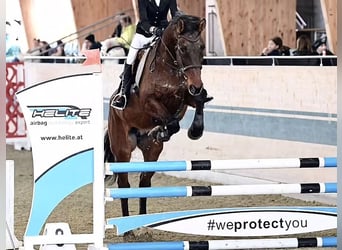 Holstein, Gelding, 15 years, 16.3 hh, Brown