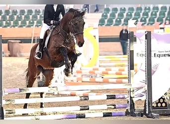 Holstein, Gelding, 15 years, 16.3 hh, Brown