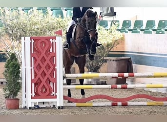 Holstein, Gelding, 15 years, 16.3 hh, Brown