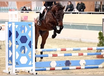 Holstein, Gelding, 15 years, 16.3 hh, Brown