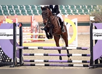 Holstein, Gelding, 15 years, 16.3 hh, Brown