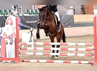 Holstein, Gelding, 15 years, 16.3 hh, Brown
