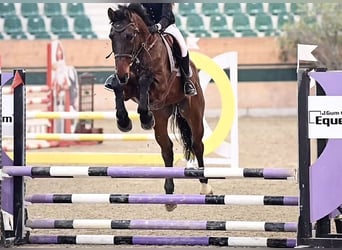 Holstein, Gelding, 15 years, 16.3 hh, Brown
