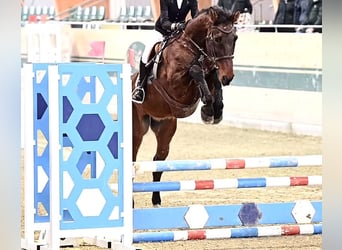 Holstein, Gelding, 15 years, 16.3 hh, Brown