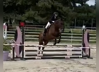 Holstein, Gelding, 15 years, 16.3 hh, Brown