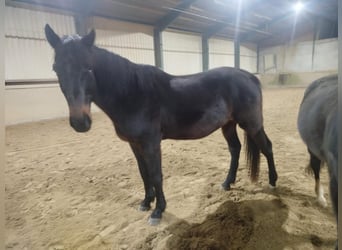 Holstein, Gelding, 15 years, 16 hh, Brown