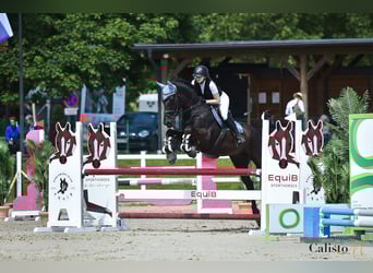 Holstein, Gelding, 15 years, 16,1 hh, Black