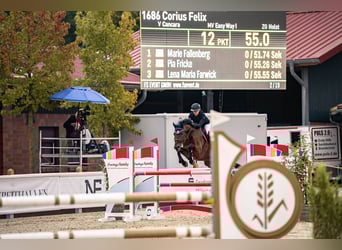 Holstein, Gelding, 15 years, 16,1 hh, Brown