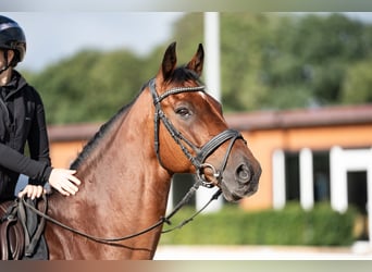 Holstein, Gelding, 15 years, 16,1 hh, Brown