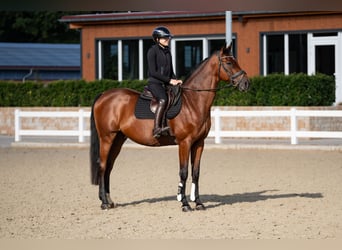 Holstein, Gelding, 15 years, 16,1 hh, Brown