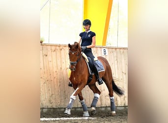 Holstein, Gelding, 15 years, 16,1 hh, Chestnut-Red