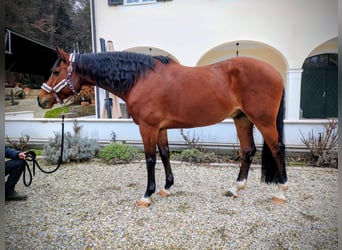 Holstein, Gelding, 15 years, 16,2 hh, Bay-Dark
