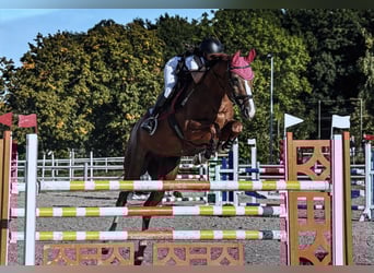 Holstein, Gelding, 15 years, 16,2 hh, Chestnut-Red
