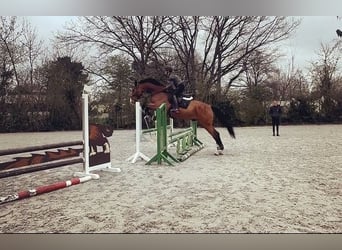 Holstein, Gelding, 15 years, 17,2 hh, Brown