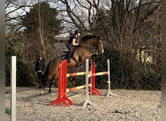 Holstein, Gelding, 15 years, 17,2 hh, Brown