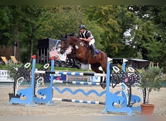 Holstein, Gelding, 15 years, 17.2 hh, Brown