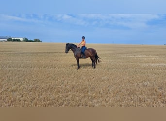 Holstein, Gelding, 15 years, 17 hh, Bay-Dark