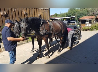 Holstein, Gelding, 15 years, 17 hh, Bay-Dark