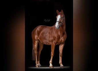 Holstein, Gelding, 15 years, 17 hh, Chestnut-Red