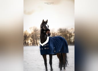 Holstein, Gelding, 15 years, 17 hh