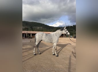 Holstein, Gelding, 15 years, 17 hh, Grey