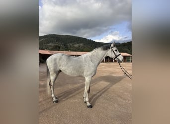 Holstein, Gelding, 15 years, 17 hh, Grey