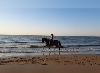 Holstein, Gelding, 15 years, 17,2 hh, Brown