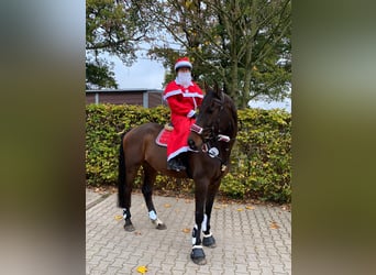 Holstein, Gelding, 16 years, 16.1 hh, Brown