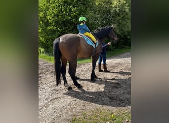 Holstein, Gelding, 16 years, 16.1 hh, Brown