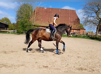 Holstein, Gelding, 16 years, 16.2 hh, Brown