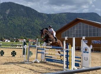 Holstein, Gelding, 16 years, 16,2 hh, Brown