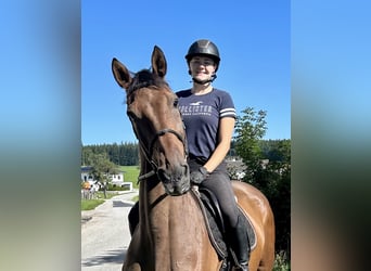 Holstein, Gelding, 16 years, 16.3 hh, Brown
