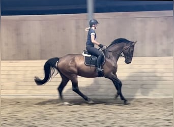 Holstein, Gelding, 16 years, 16.3 hh, Brown