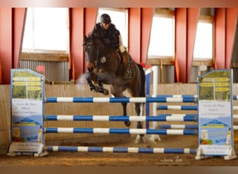 Holstein, Gelding, 16 years, 16 hh, Brown