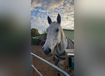 Holstein, Gelding, 16 years, 16 hh, Grey
