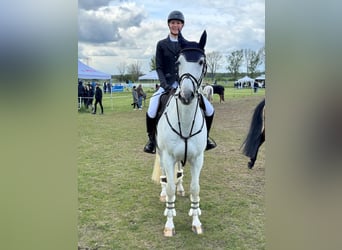 Holstein, Gelding, 16 years, 16,3 hh, Gray
