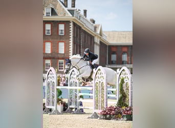 Holstein, Gelding, 16 years, 16,3 hh, Gray