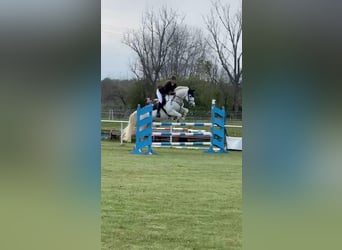 Holstein, Gelding, 16 years, 16,3 hh, Gray