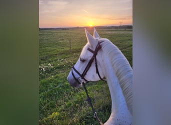 Holstein, Gelding, 16 years, 16,3 hh, Gray