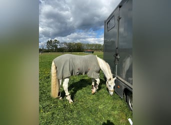 Holstein, Gelding, 16 years, 16,3 hh, Gray