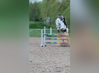 Holstein, Gelding, 16 years, 16,3 hh, Gray