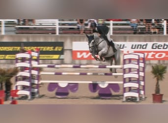 Holstein, Gelding, 16 years, 16,3 hh, Gray