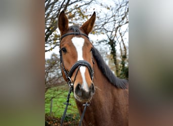 Holstein, Gelding, 16 years, 17.3 hh, Brown
