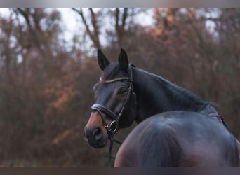 Holstein, Gelding, 16 years, 17 hh, Bay-Dark