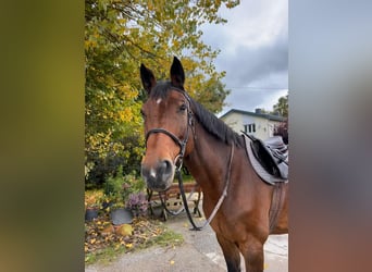 Holstein, Gelding, 16 years, 17 hh, Brown
